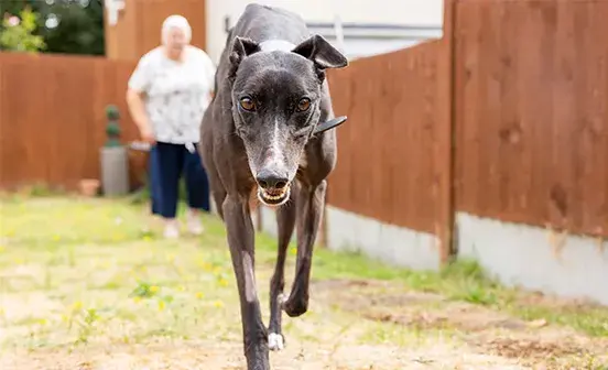 Black Lurcher walking towards camera
